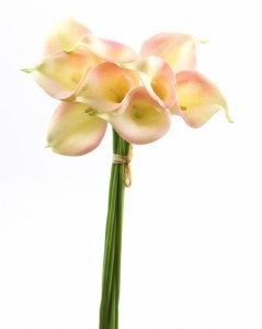 Picture of Calla lily bundle x 9 pale pink/cream